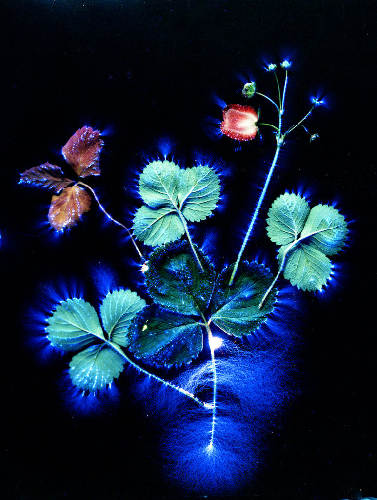 Kirlian Photography, Flowers